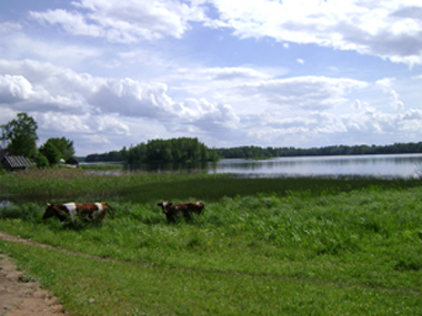 Озерные коровы
